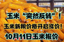 突然反转!玉米新粮价格开启涨价!,新粮价格逆势上扬！