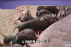 央视起底认养黑猪传销套路,央视揭秘新型网络诈骗套路