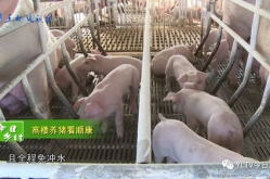 养猪视频,猪享“马桶”待遇，环保高效养猪新模式